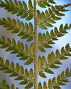 Soft shield fern (Polystichum setiferum) underside of frond Royalty Free Stock Photo