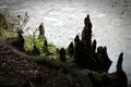 Soft silhouette in vignette of cypress roots by the water