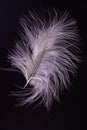 Soft single white feather isolated on black background Royalty Free Stock Photo