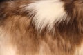 Soft smooth of furry cat texture abstract white and brown patterns for natural background Royalty Free Stock Photo