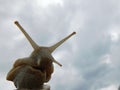 Soft snail`s foot with four tentacles in the sky