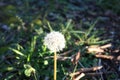 Soft solitary dandelion flower in the bush