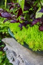 Soft, spiky and bright green plant in blue bowl, garden background asset