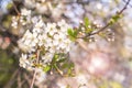 Soft spring bloom cherry tree flowers Royalty Free Stock Photo