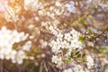 Soft spring bloom cherry tree flowers in sunlight Royalty Free Stock Photo