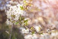 Abstract spring nature bloom blurred background Royalty Free Stock Photo