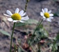 Soft spring chamomile