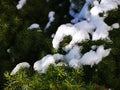 Soft spring snow in the garden