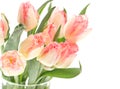 Soft spring tulips on white