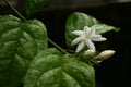 Soft star jasmine flower and buds Royalty Free Stock Photo