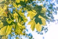 Summer sunlight shining through maple leafs. Royalty Free Stock Photo