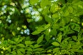 Soft sun light through the foliage of the trees in soft selective focus against background of blurry foliage and blue sky. Close