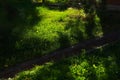 Soft sunlight filters into the dark, shady garden, illuminating the green grass in the early morning.