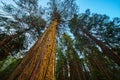 Soft sunlight hitting giant tree trunk of pine tree in forest Royalty Free Stock Photo