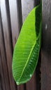 Soft sunlight on wet green leaf in wooden garden bench after the rain Royalty Free Stock Photo