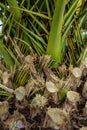 Photograph of the leaves of a palm tree in the setting sun