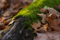 Autumn landscape with moss on a wood and leaves