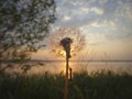 Soft sunset over the lake against the backdrop of a fluffy dandelion with a mosquito