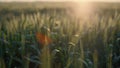 Soft sunset wheat field summer time closeup. Green spikelet spikes on sunlight Royalty Free Stock Photo