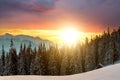 Soft sunset in winter mountains with snow covered pine trees in dark spruce forest Royalty Free Stock Photo