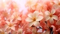 orange Plumeria frangipani flowers