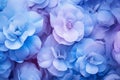 soft sweet blue purple flower background from begonia flowers, photo by Generative AI Royalty Free Stock Photo