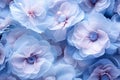 soft sweet blue purple flower background from begonia flowers, photo by Generative AI Royalty Free Stock Photo