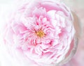 Soft sweet colors of roses soft focus and blur for background Royalty Free Stock Photo