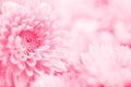 The Soft sweet pink flower for love romantic dreamy background i Royalty Free Stock Photo