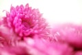 The Soft sweet pink flower for love romantic dreamy background i Royalty Free Stock Photo