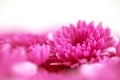 The Soft sweet pink flower for love romantic dreamy background i Royalty Free Stock Photo