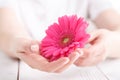 Soft tender protection for woman critical days, gynecological menstruation cycle, pink gerbera in hand Royalty Free Stock Photo