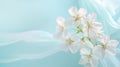 Soft tender white cherry blossoms in full bloom against blurred tender blue background