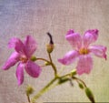 Soft texture on pink background Royalty Free Stock Photo