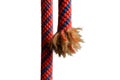Close-up of intact and frayed climbing ropes side by side, highlighting wear and safety inspection needs Royalty Free Stock Photo