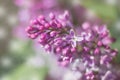 Soft toned photo with spring flowers and burgeons of lilac