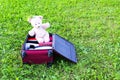 Soft toy bear in opened travel bag with clothes on green summer meadow