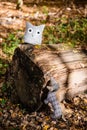 Soft toy dog is chasing an owl in autumn forest Royalty Free Stock Photo