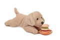 Soft toy dog with hamburger Junk food White background Royalty Free Stock Photo