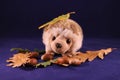 Soft toy hedgehog Tedi with leaves and acorns. Royalty Free Stock Photo