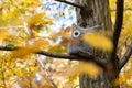 Soft toy owl is placed in autumn forest Royalty Free Stock Photo