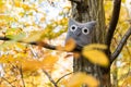 Soft toy owl is placed in autumn forest Royalty Free Stock Photo