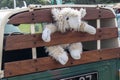 Soft toy stuffed animal sheep lamp in the back of a classic commercial vehicle car