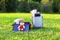 Soft toys on travel bags on green grass outdoors in sunlight