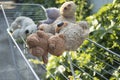 Soft toys are washed and dried outside in the sun... Royalty Free Stock Photo