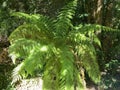 Soft tree fern / Dicksonia antarctica, Dicksonia fibrosa, Dicksonia squarrosa / Man fern, Baumfarn or Australischer Taschenfarn Royalty Free Stock Photo