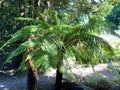 Soft tree fern / Dicksonia antarctica, Dicksonia fibrosa, Dicksonia squarrosa / Man fern, Baumfarn or Australischer Taschenfarn Royalty Free Stock Photo
