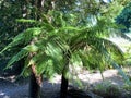 Soft tree fern / Dicksonia antarctica, Dicksonia fibrosa, Dicksonia squarrosa / Man fern, Baumfarn or Australischer Taschenfarn