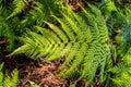 Soft tree fern next to a hiking trail in Buderim, Queensland, Australia