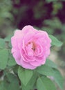 Soft vintage pink roses Royalty Free Stock Photo